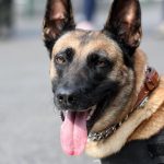 PSI SNIFERI EFEKTIVNIJI OD PCR TESTOVA U OTKRIVANJU PRISUTVA KORONE