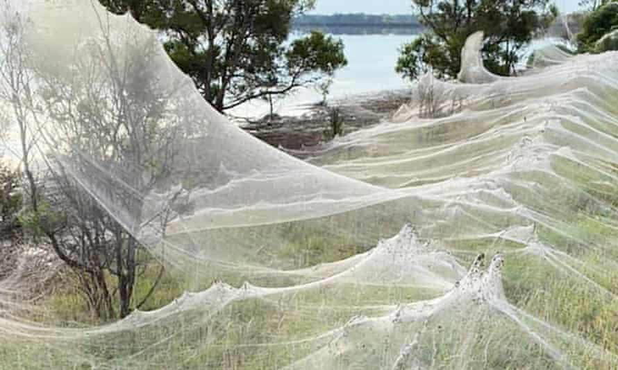  APOKALIPTIČNE SCENE U AUSTRALIJI! Paukovi nakon poplava ispleli mrežu koja pokriva kilometre tla! (FOTO)