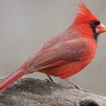 ŠTA SE DEŠAVA? ŠIROM SVETA PTICE PADAJU MRTVE! Naučnici bez objašnjenja