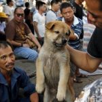 FESTIVAL PSEĆEG MESA U KINI JE POČEO! VIŠE OD 5000 PASA ĆE BITI POJEDENO ZA 10 DANA.