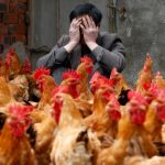 Idemo iz početka? Zabeležen prvi slučaj zaražavanja ptičijim gripom N10H3 u svetu