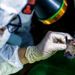 Snimci pokazuju da su Kinezi u Vuhanskoj laboratoriji držali slepe miševe na kojima su eksperimentisali