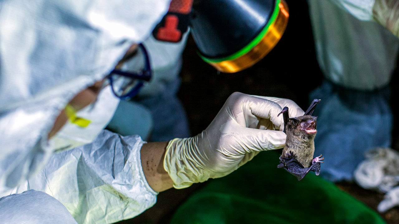  Snimci pokazuju da su Kinezi u Vuhanskoj laboratoriji držali slepe miševe na kojima su eksperimentisali