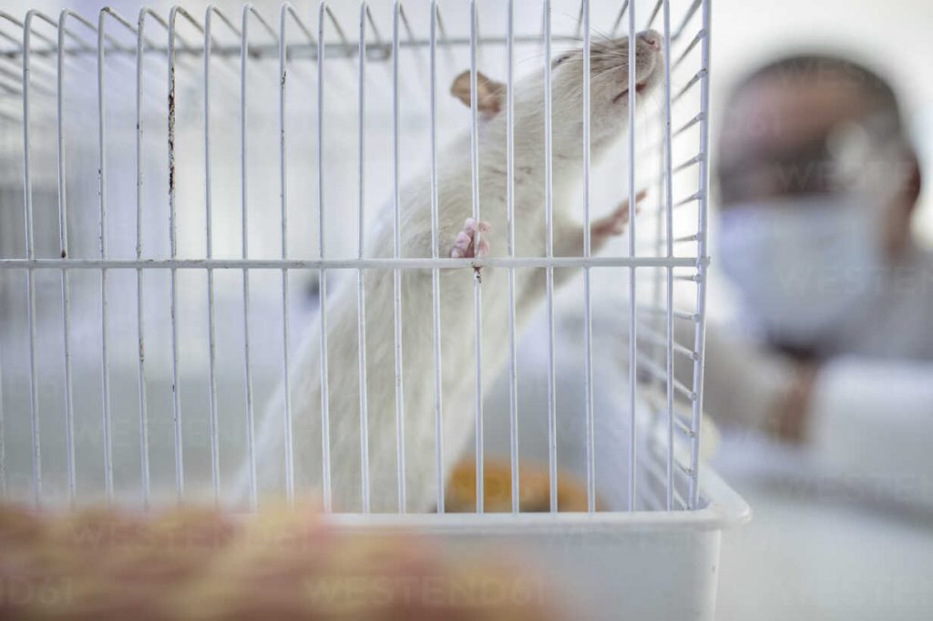 OPASNO igranje sa prirodom! Kineski naučnici ugradili matericu kod pacova mužjaka kako bi rađali