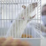 OPASNO igranje sa prirodom! Kineski naučnici ugradili matericu kod pacova mužjaka kako bi rađali