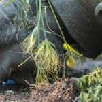 U KANADI HAOS! NAKON OTKRIVANJA DEČIJIH GROBOVA GRAĐANI RUŠE SPOMENIKE KOJI PRIPADAJU KRUNI! Pala i Kraljica Viktorija i Elizabeta druga! (VIDEO)