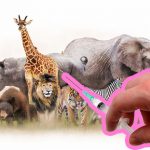 SAD I ŽIVOTINJE! POČINJE MASOVNA IMUNIZACIJA PRIMATA PROTIV KORONE U AMERIČKOM ZOOLOŠKOM VRTU