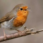 MISTERIOZNA KUGA KOJA UBIJA PTICE ŠIROM AMERIKE! OSLEPE PRE NEGO ŠTO UMRU! ISTOČNA OBALA SAD-a ZAHVAĆENA