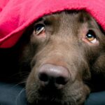 NE BACAJ PETARDE! NA HILJADE KUĆNIH LJUBIMACA UGINE OD SRČANOG UDARA ZBOG PETARDI ZA NOVU GODINU