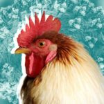 NAKON ČEŠKE IZRAEL! ŠIRI SE PTIČIJI GRIP: POMOR OKO 5000 ŽDRALOVA