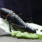 EVROPSKA UNIJA OZVANIČILA: SPASIMO PLANETU TAKO ŠTO ĆEMO JESTI BUBE!?