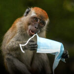 SAD: NAKON SUDARA IZ KAMIONA POBEGLO NEKOLIKO LABORATORIJSKIH MAJMUNA KOJI MOGU DA ZARAZE LJUDE