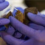 BAJDEN I KINA PARTNERI U NOVOJ LABORATORIJI U VUHANU, SA EcoHelth-om U LOVU NA NOVE REKOMBINOVANE KORONAVIRUSE