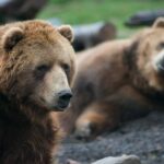 KUDA IDE OVAJ SVET? MAJKA BACILA SVOJU TROGODIŠNJU ĆERKU U KAVEZ SA MEDVEDIMA