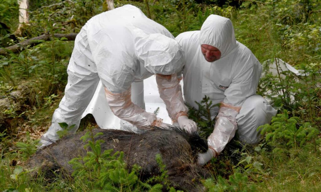 DA LI JE EPIDEMIJA SVINJSKE EBOLE NEIZBEŽNA U EVROPI?