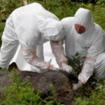 DA LI JE EPIDEMIJA SVINJSKE EBOLE NEIZBEŽNA U EVROPI?