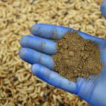 BUBE ZA DORUČAK! NAUČNICI SU PRONAŠLI NOVI NAČIN DA IZOLUJU PROTEINE INSEKATA ZA LJUDSKU UPOTREBU