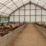 POSLEDICA HISTERIJE! ZA GODINU DANA U VOJVODINI ZATVORENO 37 ODSTO VELIHIH FARMI