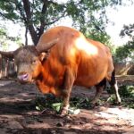 ILI JEDI ILI BUDI POJEDEN! BIZON ULETEO U RESTORAN I NAPAO GOSTA (VIDEO)