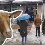 JOŠ UVEK POSTOJE LJUDI KOJI SU SPREMNI DA ČEKAJU NA SNEGU I KIŠI PO 6 SATI DA BI IM SE GURNUO ŠTAPIĆ U SINUSE! MA KO VAS... (Stav)