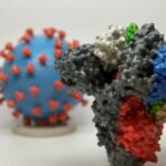 STUDIJA: PRIRODNI IMUNITET TRAJE NAJMANJE 18 MESECI