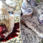 UPOZNAJTE VRLO ZARAZAN VIRUS RHDV2 ZBOG KOJEG ZEČEVI U AMERICI KRVARE DO SMRTI