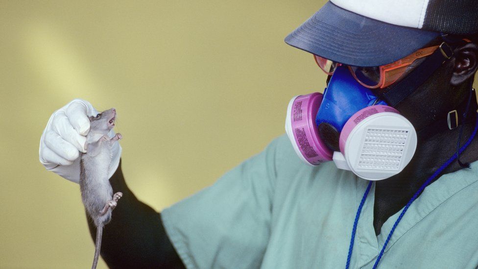 Engleska: Dve osobe su pozitivne na virus Lassa koja je slična Eboli