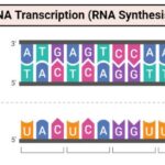 Nova studija iz Švedske: mRNA vakcine trajno menjaju DNK