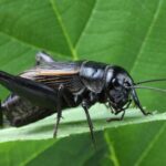 Da li ste gladni? Evropska komisija proglasila ove insekte kao bezbedne za jelo, uskoro i u Srbiji