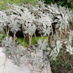 Naučnici iz Bugarske otkrili cvet koji je efikasan u borbi protiv COVID-a 19