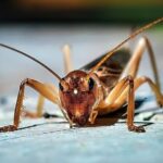 Posle skakavaca i crva Evropska komisija odobrila je cvrčke za ljudsku ishranu