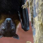 Naučnici kod slepih miševa navodno otkrili tri nova virusa sličnih COVID-u! Pokušavaju da zataškaju curenje iz laboratorije