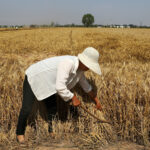 Kriza hrane će se pogoršati: Kina kaže da bi stanje sa pšenicom tek trebalo da se pogorša