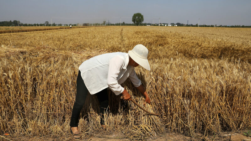 Kriza hrane će se pogoršati: Kina kaže da bi stanje sa pšenicom tek trebalo da se pogorša