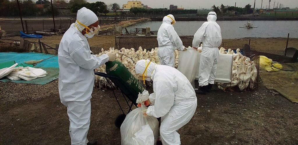 U Americi zbog pandemije novog ptičjeg gripa umrlo 2,8 miliona živine