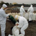 U Americi zbog pandemije novog ptičjeg gripa umrlo 2,8 miliona živine