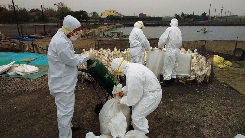U Americi zbog pandemije novog ptičjeg gripa umrlo 2,8 miliona živine