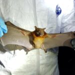 Rusi otkrili dokumenta koja pokazuju da su Amerikanci u Harkovu izučavali kako slepi miševi mogu da zaraze ljude