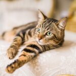 Fašizam 3.0! Ruskim mačkama zabranjeno učešće na međunarodnim izložbama