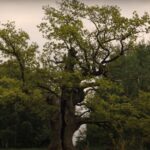 LUDILO 2.0? Rusiji zabranjeno učešće na međunarodnom takmičenju za DRVO godine