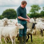 Bolest prešla sa ovaca na ljude: Q groznica u Hrvatskoj