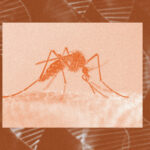 Genetski modifikovani komarci biće pušteni u Kaliforniji i na Floridi