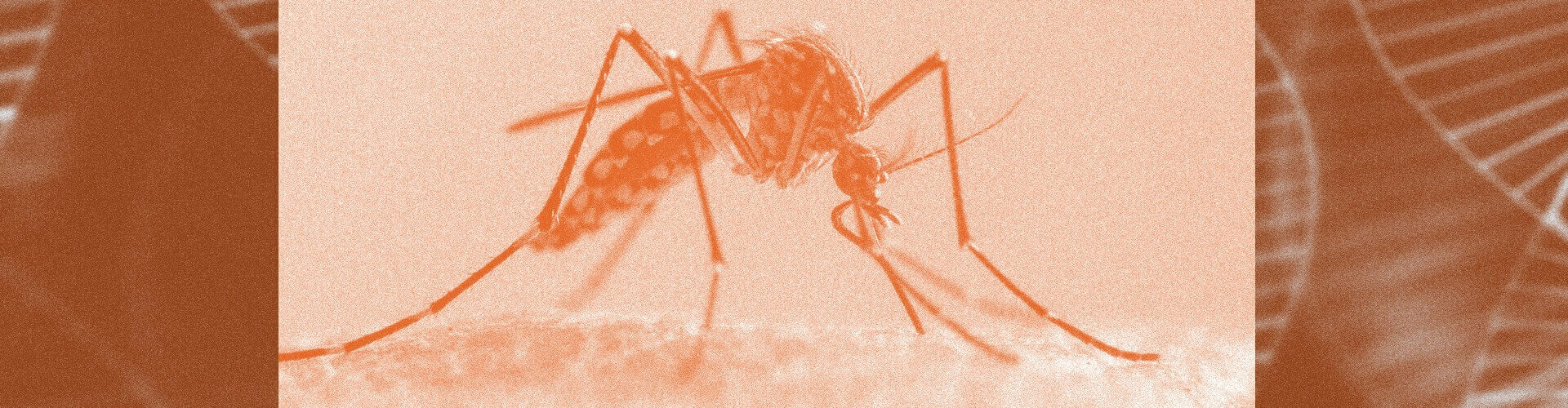 Genetski modifikovani komarci biće pušteni u Kaliforniji i na Floridi