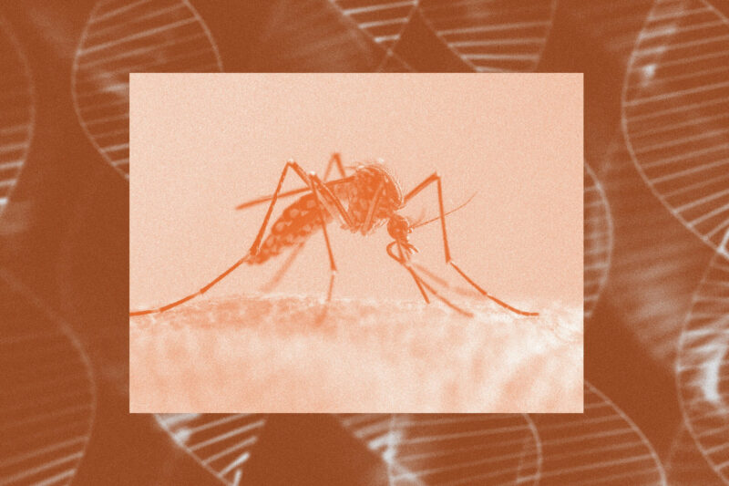  Genetski modifikovani komarci biće pušteni u Kaliforniji i na Floridi