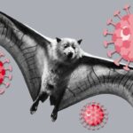 Ludi korona šišmiš opet na čistini- (Stav) Dragan Vujičić