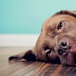 LUDILO: Pustite kućne ljubimce da umiru i ne jedite meso, dok Globalistička agencija za energiju poziva na blokade