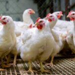 Kina: Otkriven prvi slučaj ptičijeg gripa H3N8 kod ljudi