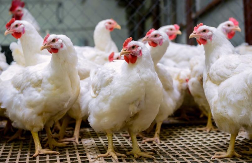  Kina: Otkriven prvi slučaj ptičijeg gripa H3N8 kod ljudi