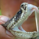 Američki doktor tvrdi: Covid je zmijski otrov, ubačen u vodovod da menja ljudsku DNK (VIDEO)