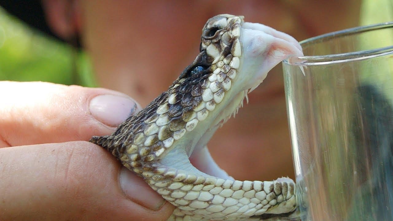  Američki doktor tvrdi: Covid je zmijski otrov, ubačen u vodovod da menja ljudsku DNK (VIDEO)